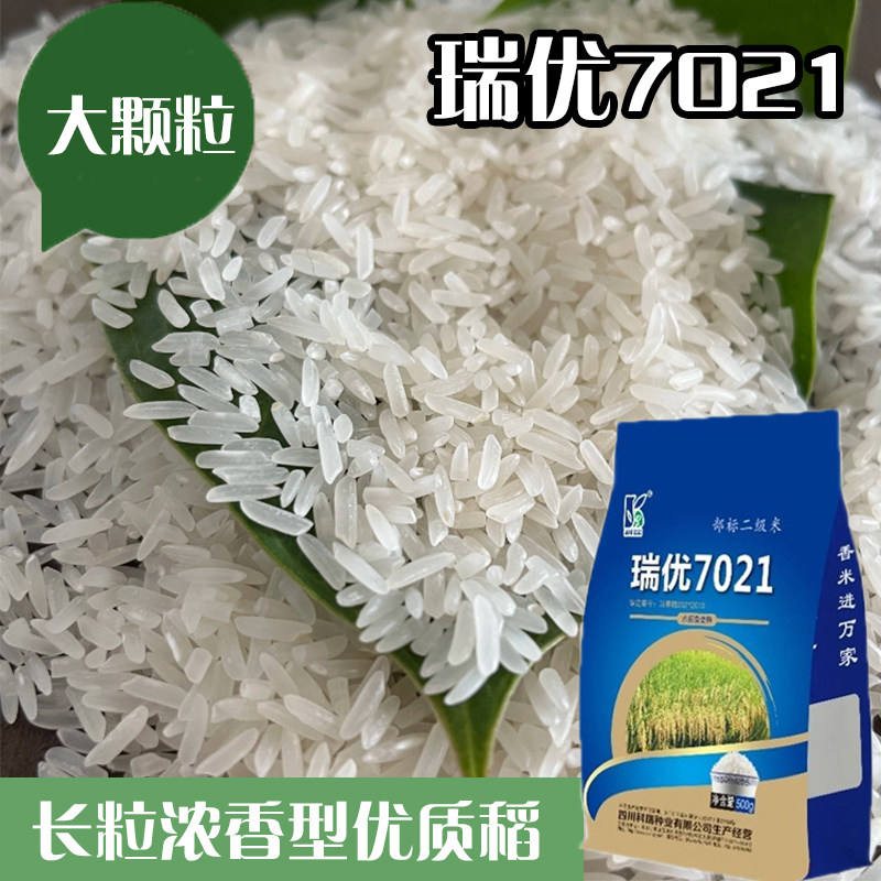 优质香型长粒水稻种子