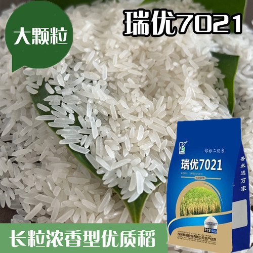 优质香型长粒水稻种子