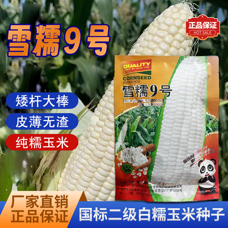 国标二级夏播白糯玉米种子燕窝雪糯9号甜脆可口皮薄无渣糯玉米