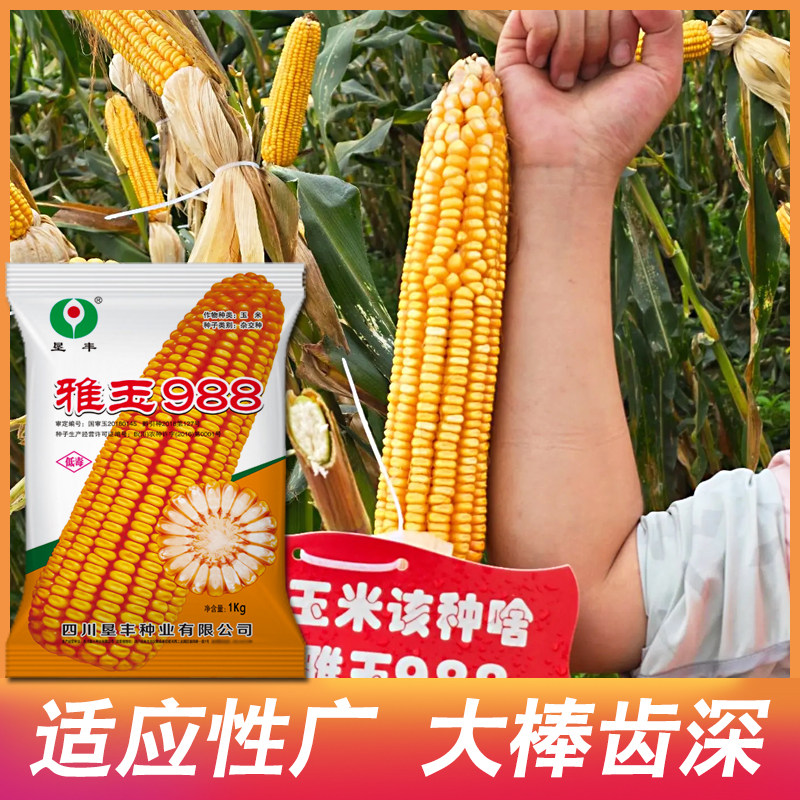 雅玉988玉米种子耐瘠薄耐干旱高山河谷沙地皆可种高低海拔通种
