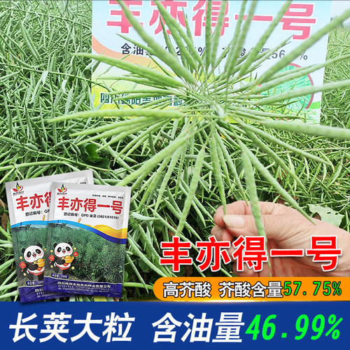 正品丰亦得一号杂交油菜种子高芥酸高含油工业用油类型油菜种子