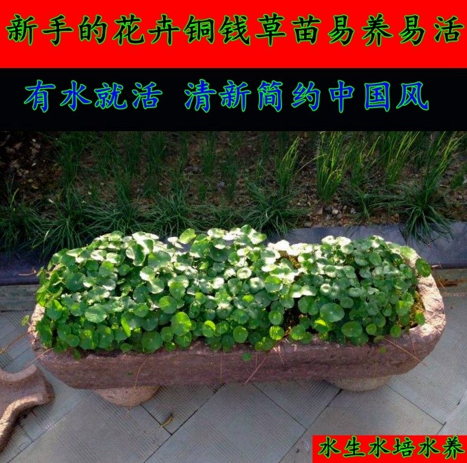 水培铜钱草苗水养水培花卉招财植物盆栽土培子简约清新大叶铜钱草