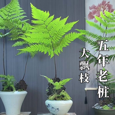 金丝红鳞蕨  室内水培绿植 喜阴喜湿 好养易活