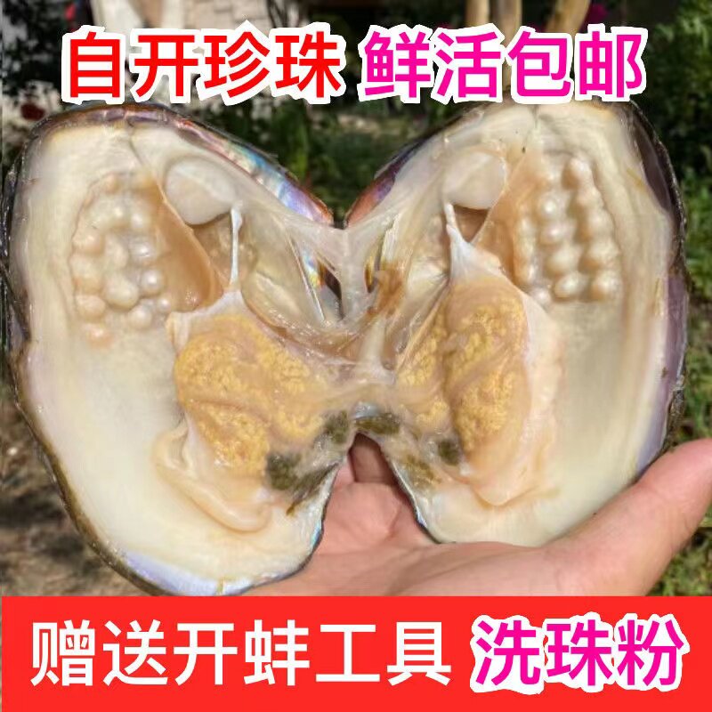 天然淡水自己开珍珠蚌爱迪生河蚌