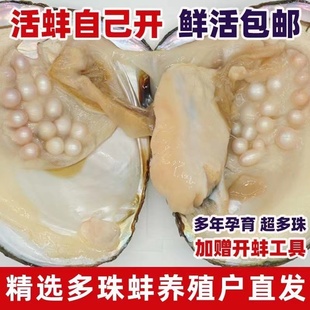 珍珠活体河蚌开珍珠淡水河蚌天然淡水观赏超多珍珠鲜活自己开珍珠