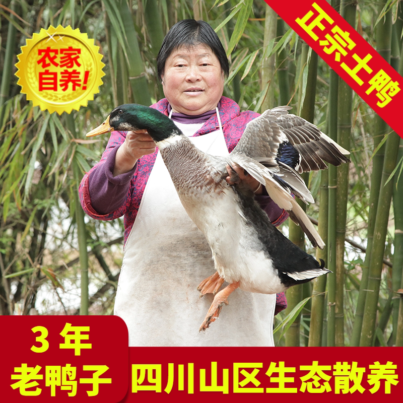 三年老鸭现杀鸭子麻鸭生态鸭老鸭子正宗散养放养水鸭土鸭农家鸭肉
