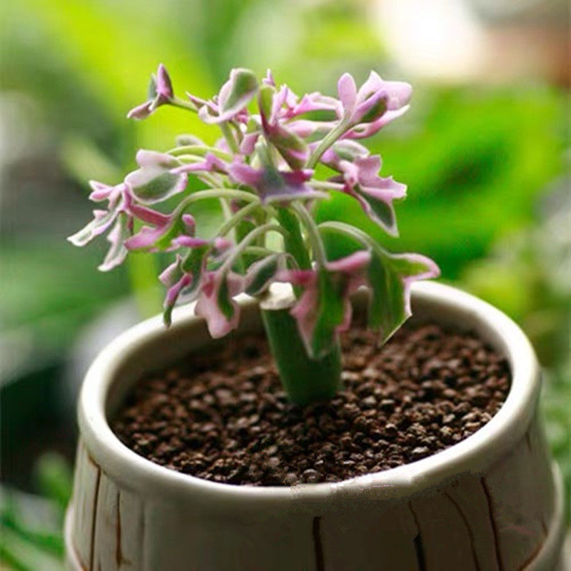 仙人笔七宝树锦多肉植物彩色稀有萌肉肉组合花卉盆栽包邮新手好养