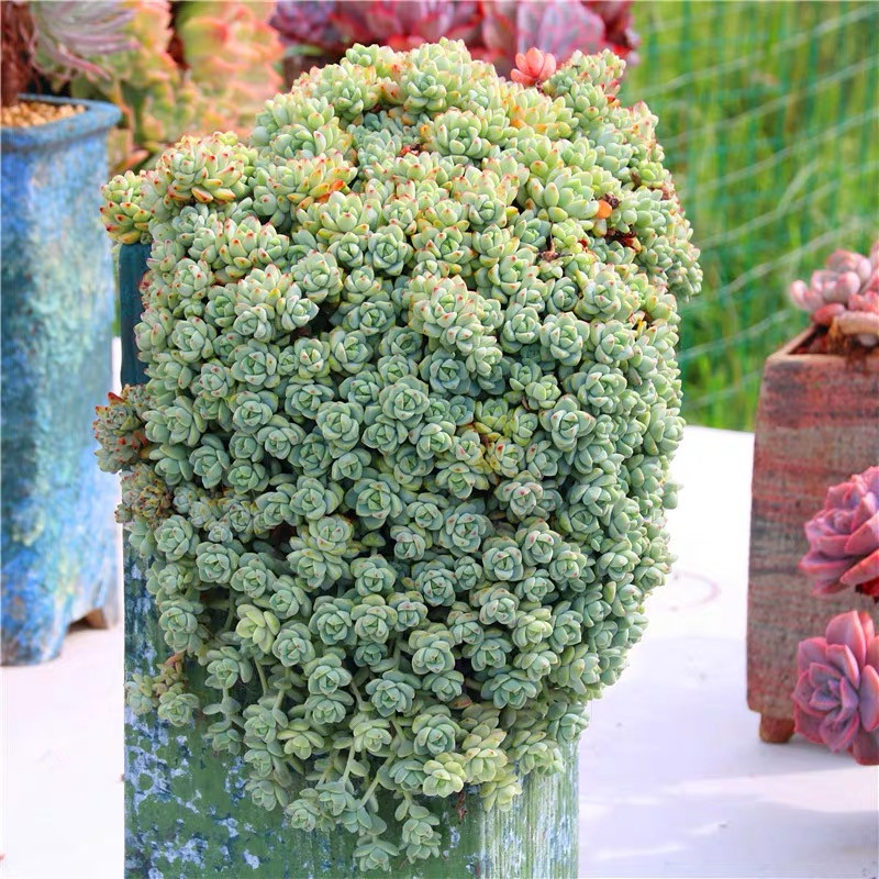 焦糖精灵多肉植物群生大易爆盆稀有四季好养肥萌肉肉组合花卉盆栽