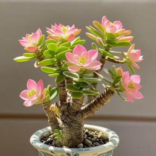 浓香型开花摇钱树吸财发财姬红花月老桩盆栽多肉植物花卉招财