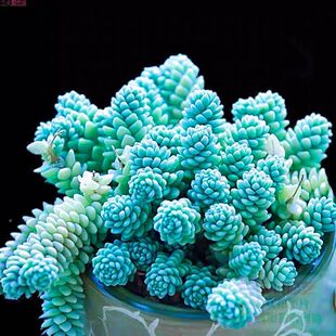 姬星美人奶油玉锦侧影虹之玉多肉植物绿植阳台办公好养稀有品种
