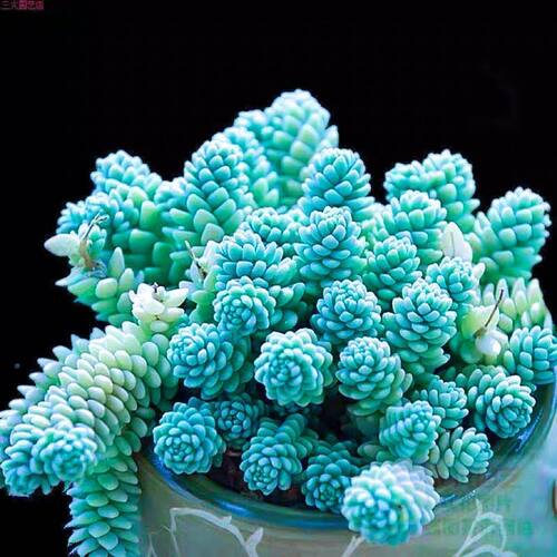 姬星美人奶油玉锦侧影虹之玉多肉植物绿植阳台办公好养稀有品种