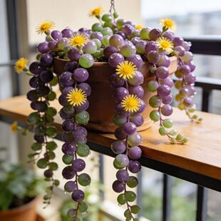 网红新款开花多色紫玄月吊兰珍珠盆栽阳台室内花卉绿植防辐射新手