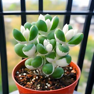多肉植物稀有室内阳台美观防辐射盆栽绿植花卉好养活