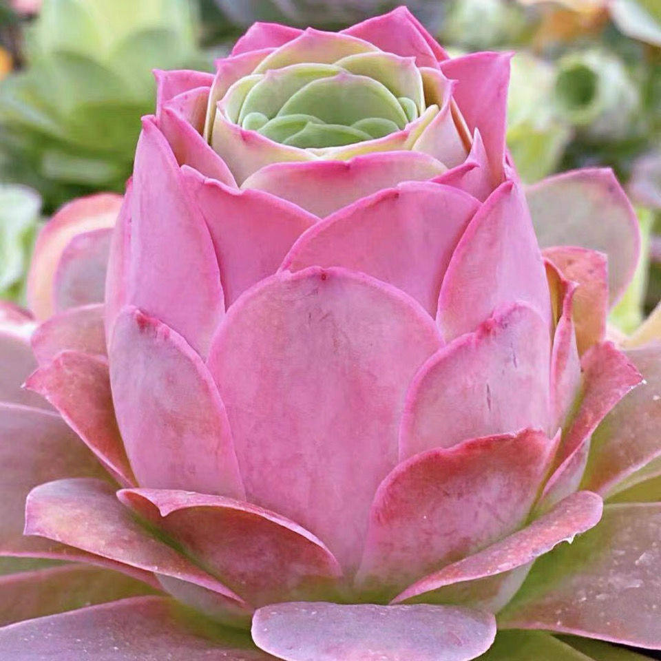 水蜜桃玫瑰变色玫瑰酒杯鸡蛋玫瑰山地玫瑰四季好养室内阳台盆栽,鲜花速递/花卉仿真/绿植园艺,绿植,淘宝优惠券,粉丝福利购,淘宝优惠卷