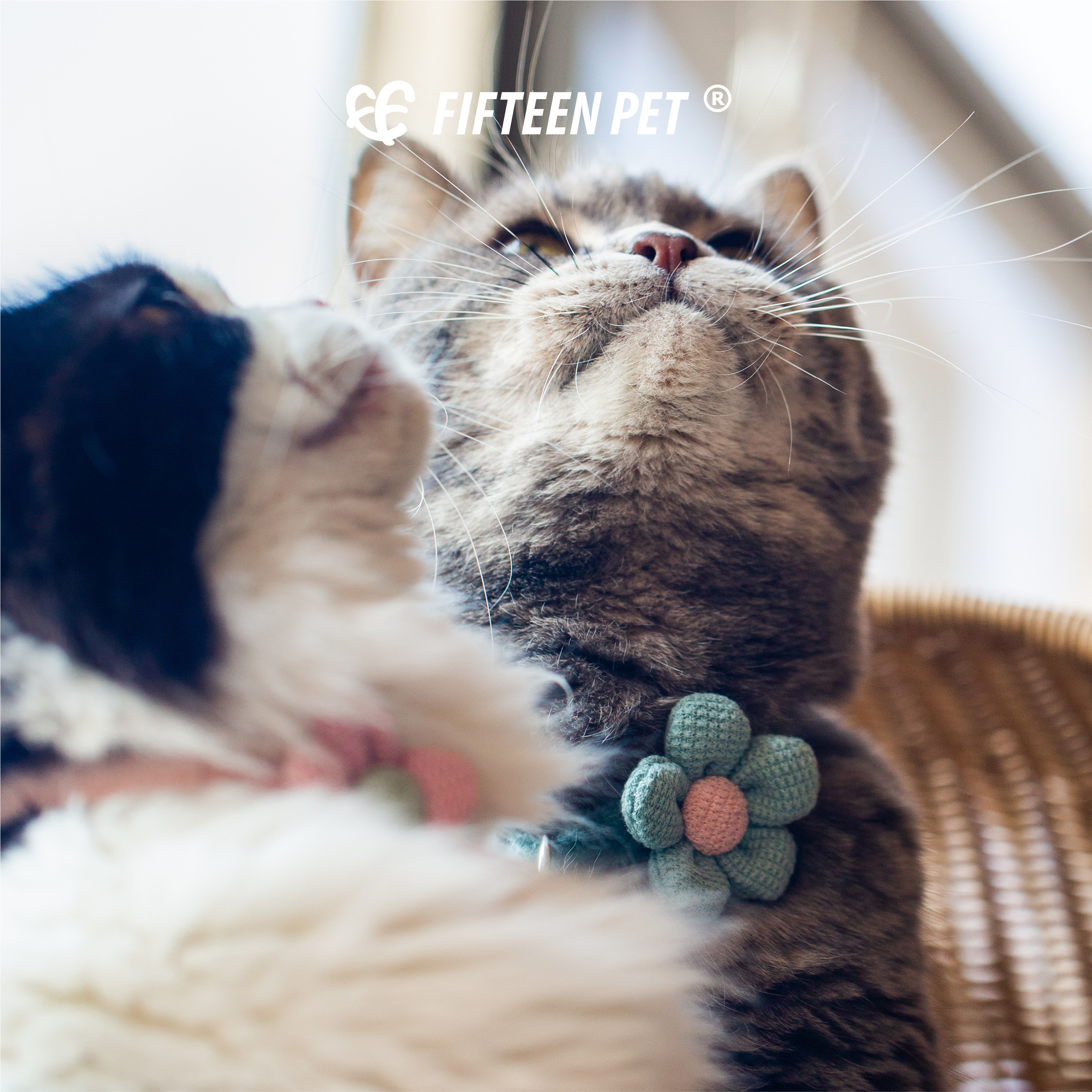 FIFTEENPET猫咪项圈防走丢猫牌