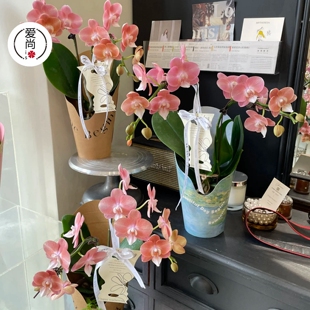 女神节ins手提花盒鲜花绿植蝴蝶兰盆栽插花盒手提牛皮盒花店材料