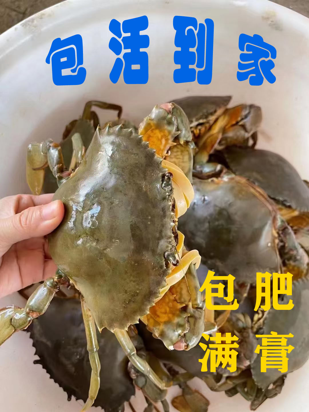 包活红膏蟹超大青蟹母蟹肉蟹螃蟹面包蟹特大红鲟雪蟹黄油蟹满膏鲟,水产肉类/新鲜蔬果/熟食,青蟹,淘宝优惠券,粉丝福利购,淘宝优惠卷