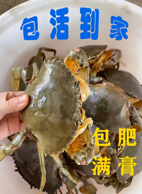 包活红膏蟹超大青蟹母蟹肉蟹螃蟹面包蟹特大红鲟雪蟹黄油蟹满膏鲟