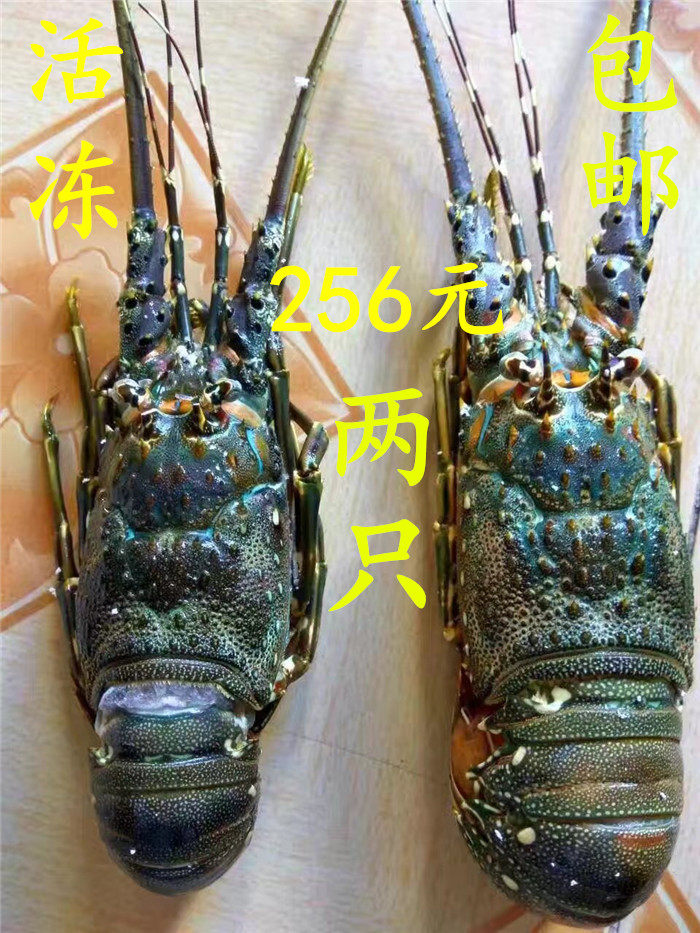 东山岛野生小龙虾