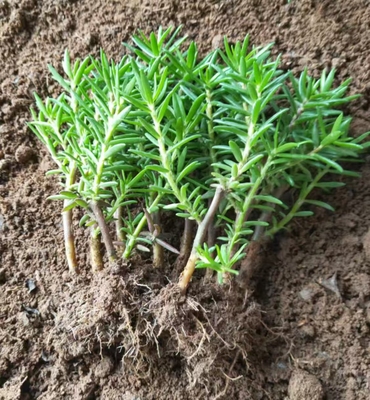 花开重瓣太阳花苗带根盆栽混色喜光植物室内阳台四季开花盆栽花卉