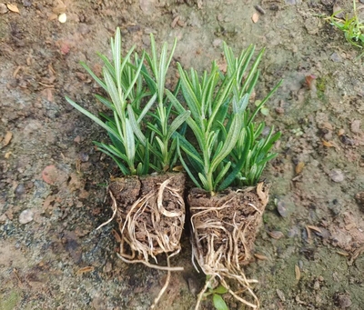 迷迭香小苗盆栽苗可食用香料四季常青耐寒驱蚊绿植易爆盆栽室内