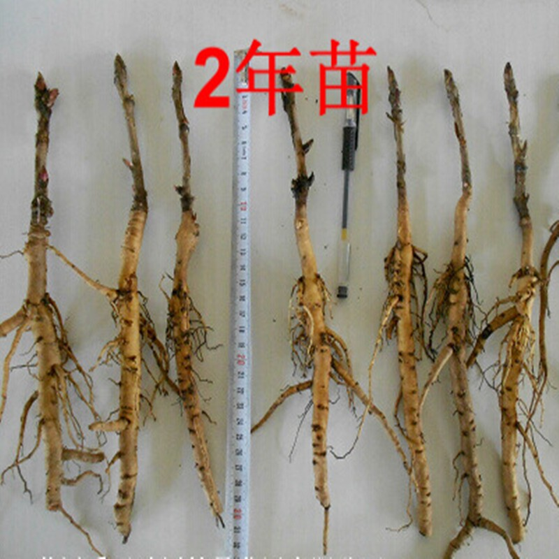 菏泽牡丹花油用牡丹苗基地种植占地苗大苗木本植物高产量油料作物