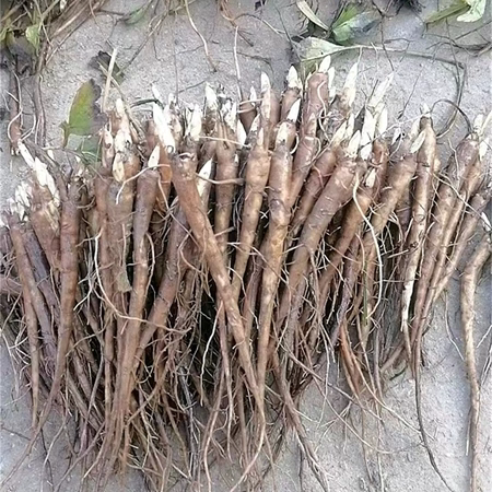 菏泽占地芍药一年生芍药庭院