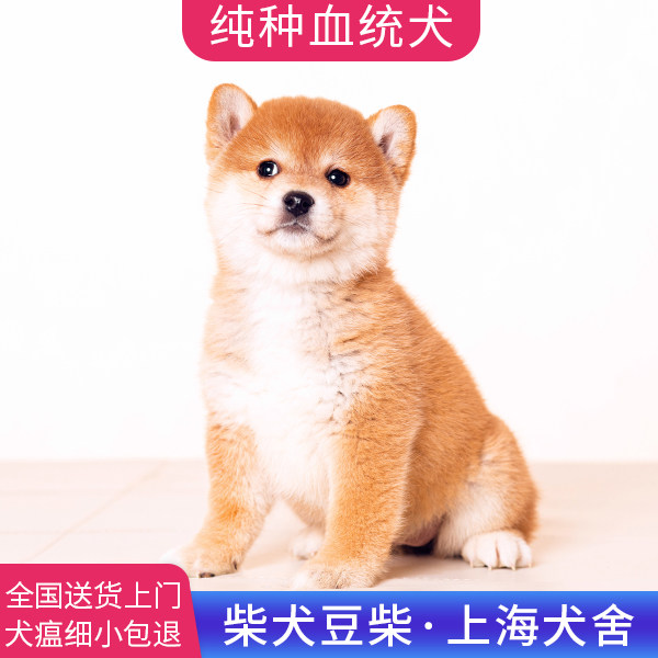 上海CKU犬舍纯种日本柴犬双血统黑柴活体宠物狗狗赤色豆柴小型犬