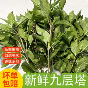 九层塔新鲜金不换非打抛叶冬阴功三杯鸡食材香料紫杆罗勒食用农产