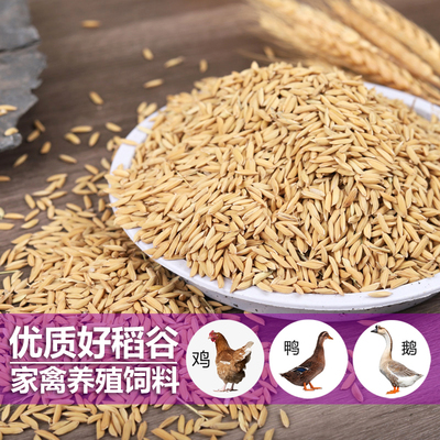 【2025年新产】喂鸡饲料稻谷批发