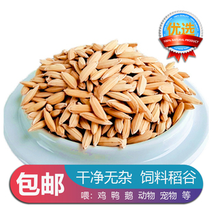 2025新鲜水稻谷子便宜批发喂鸡鸭鹅鸽子仓鼠动物宠物原粮饲料稻谷
