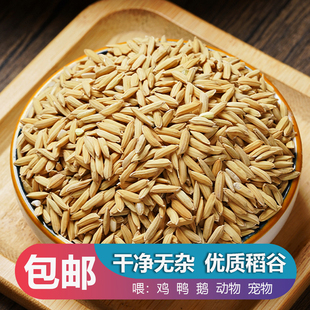 24年40斤长稻谷喂鸡鸭鹅仓鼠鸽宠物饲料便宜批发带壳新鲜稻谷水稻