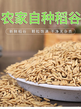 欢鱼饲料优质稻谷全场包邮