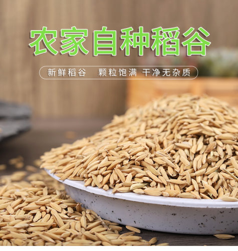 欢鱼饲料优质稻谷全场包邮