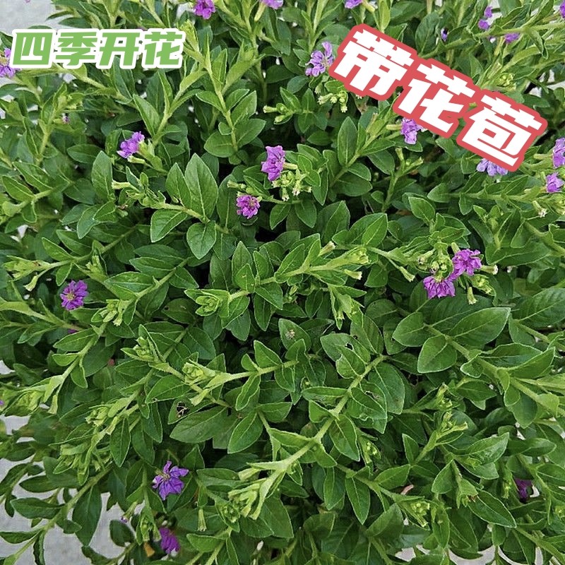 带花苞土红花满天星四季阳台开花庭院室外花卉好养耐热花苗盆栽