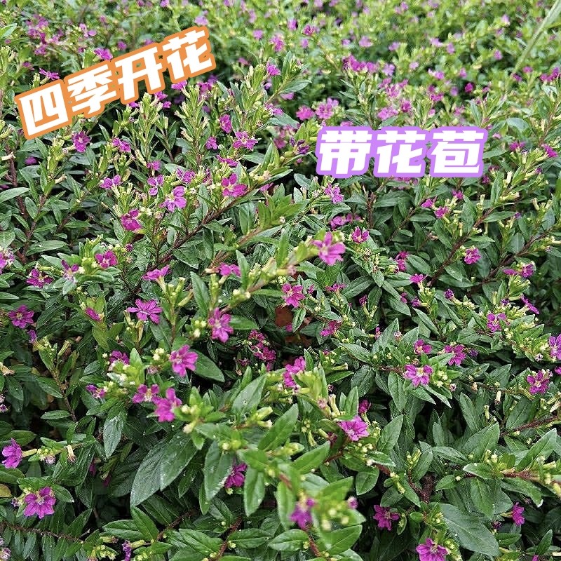 带花苞土盆红花满天星四季阳台开花庭院室外花卉好养耐热花苗盆栽