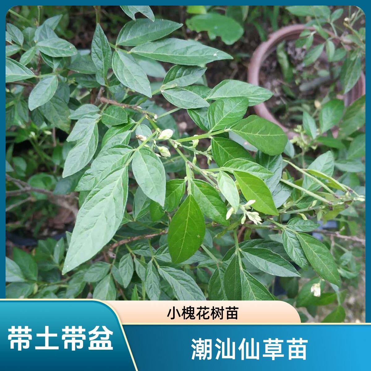 潮汕仙草抹草三叶青吉祥草小槐花带土叶简易培育庭院室外树苗盆栽