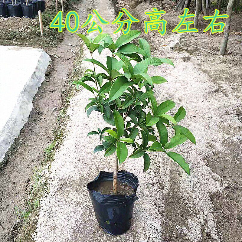 桂花树苗带土带叶发货阳台庭院室外植物花卉四季桂花月桂银桂花苗