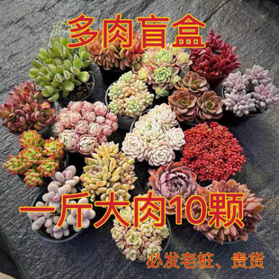 [多肉福袋]多肉植物群生新手盲盒套餐盆栽含盆土四季好养老桩植物