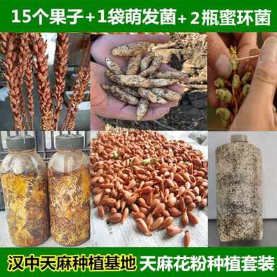 红天麻杂交蒴果萌发蜜环菌