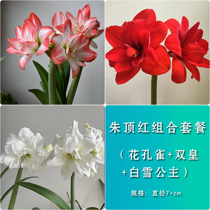 朱顶红【组合套餐】种球重瓣花卉室内盆栽植物庭院阳台花卉
