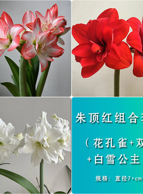 朱顶红【组合套餐】种球重瓣花卉室内盆栽植物庭院阳台花卉