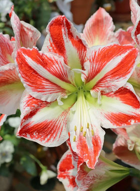 朱顶红【斯巴达克斯】种球单瓣花卉室内盆栽植物庭院阳台花卉