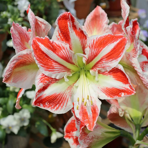 朱顶红【斯巴达克斯】种球单瓣花卉室内盆栽植物庭院阳台花卉