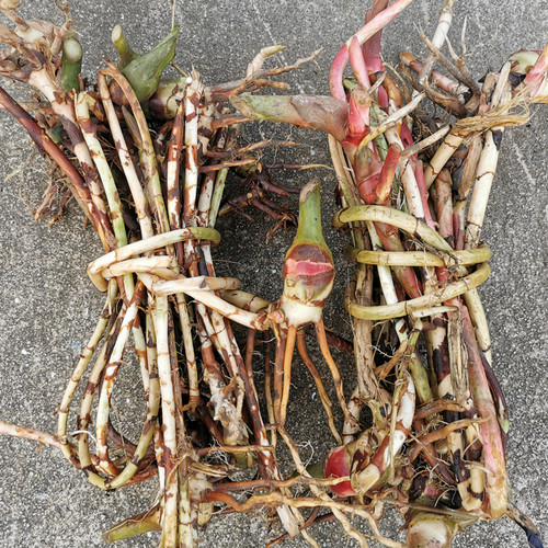 野生春砂仁根新鲜现挖阳春特产