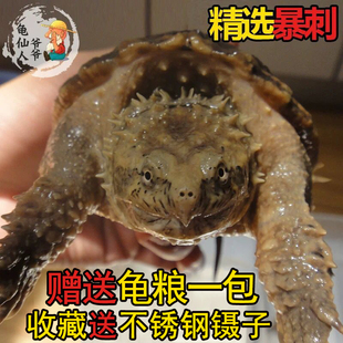 鳄龟鱼原种纯佛爆刺杂佛北美大小鳄苗子乌龟宠物深水肉龟活物食用