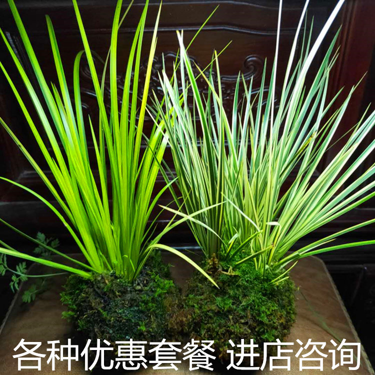 菖蒲苗龙根金钱野草附石微型盆景