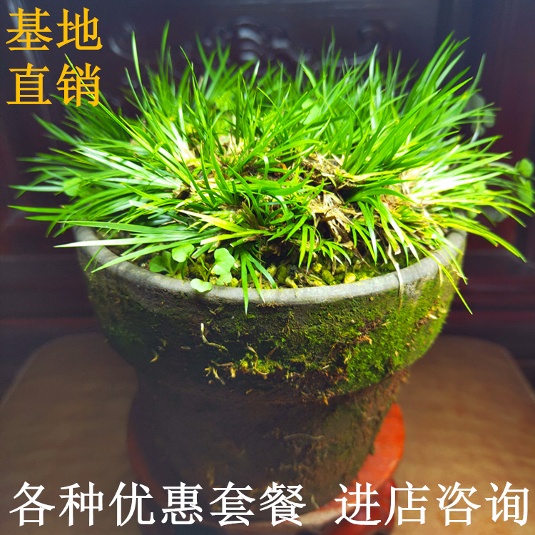 金钱贵船苔老桩菖蒲草室内绿植