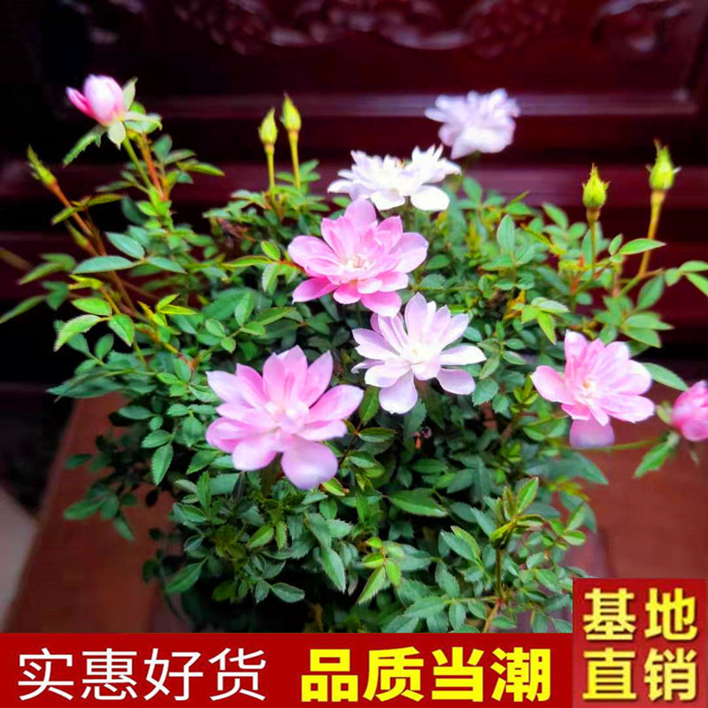 日本玫瑰重瓣菖蒲阳台桌面姬月季