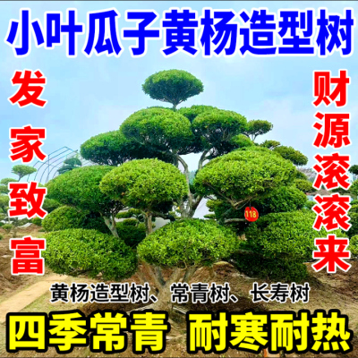 庭院别墅小叶瓜子黄杨造型景观树